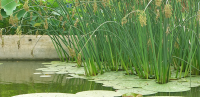 植物法治理重金屬廢水？