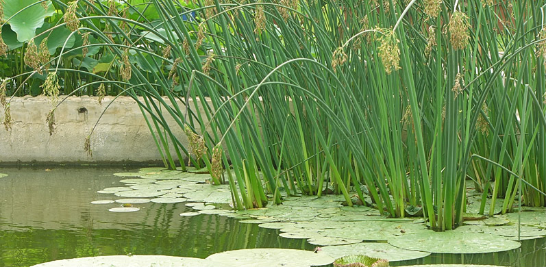 重金屬廢水的植物修復(fù)處理