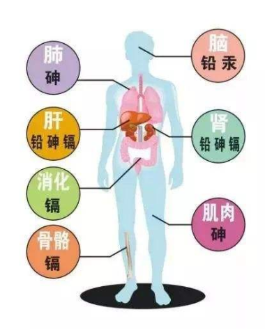 重金屬超標(biāo)對(duì)人體的影響